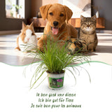 Cyperus alternifolius Zumula - Kattengras - Huisdiervriendelijke Plant - Groen - 2 Planten - met Potter Wit - Pot 12cm - Hoogte 20cm