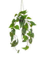 Plante artificielle - Philodendron scandens - Plante grimpante - 80 cm