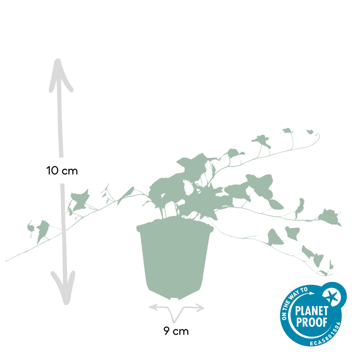 6x Hedera helix 'Glacier' - ↕10-25cm - Ø9cm