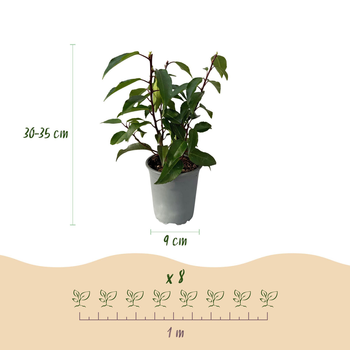 Green boutiQ - Haagplanten - Prunus lusitanica Angustifolia - blad groen - 8 planten - 1 strekkende meter - groenblijvend - pot 9cm hoogte 30-35cm