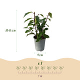 Green boutiQ - Haagplanten - Prunus lusitanica Angustifolia - blad groen - 8 planten - 1 strekkende meter - groenblijvend - pot 9cm hoogte 30-35cm