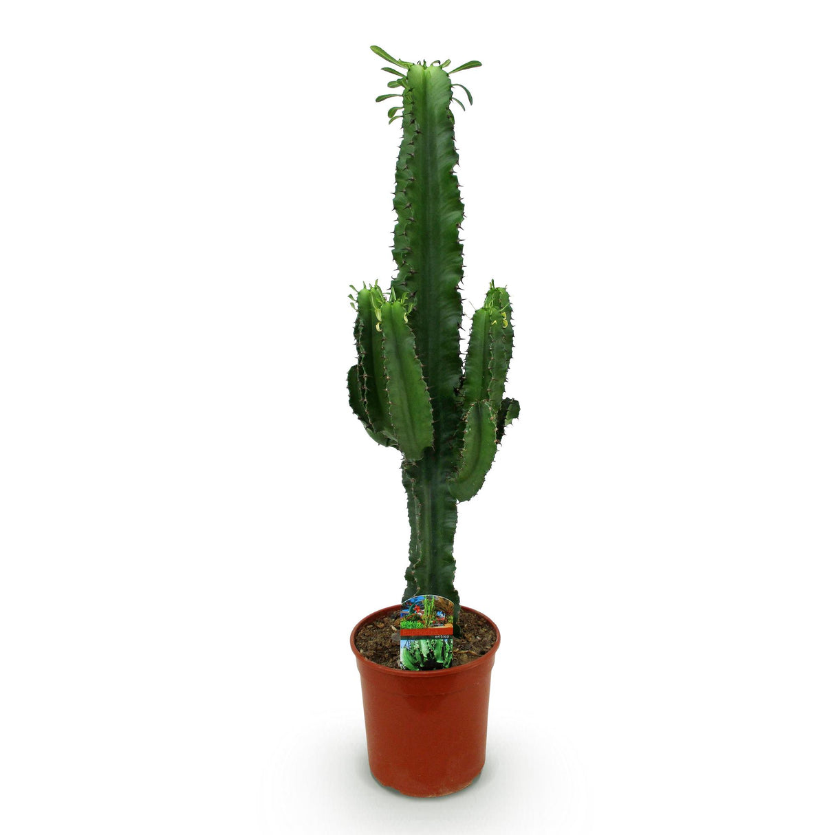 Euphorbia eritrea - Afrikaanse melkboom - Weinig onderhoud - Groen - 1 - Pot 19cm - Hoogte 70cm