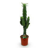 Euphorbia eritrea - Afrikaanse melkboom - Weinig onderhoud - Groen - 1 - Pot 19cm - Hoogte 70cm