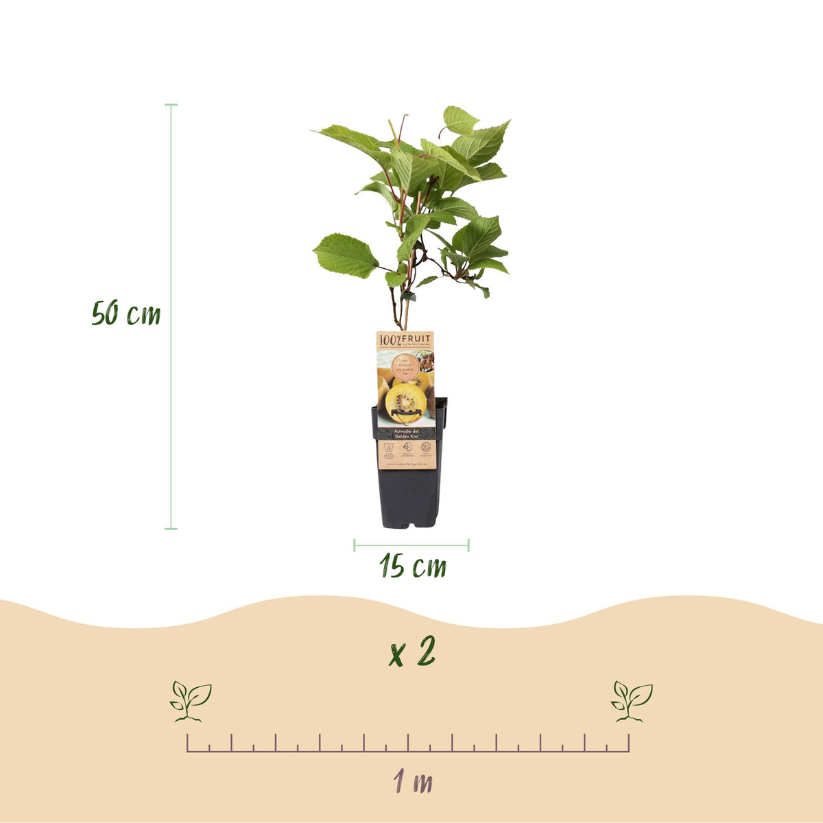 Fruitplant - Actinidia Weiki & Golden Kiwi - Kiwiplant - 1 Mannelijke - 3 Vrouwelijke - Planten - Geel - Pot 15cm - Hoogte 50cm