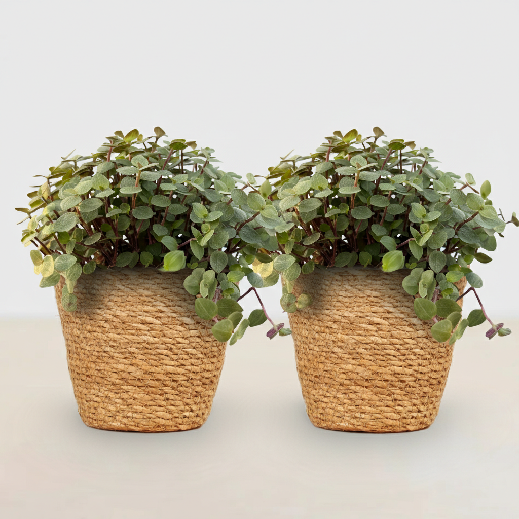 Calissia repens - Kattengras - Huisdiervriendelijk - Groen - 2 Planten - met Mand - Pot 12cm - Hoogte 17-20cm