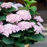 Hortensia - Hydrangea Magical Revolution Pink - Pink - 6-10 Bloemen - 2 Planten - Pot 23cm Hoogte 55cm