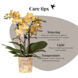 Kolibri Orchids | Gele Phalaenopsis Orchidee - Blossom Lima in Retro Sierpot Geel met Giftbox - Ø9 cm