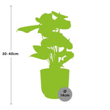 Flamingoplant / Anthurium – ↕30cm – ⌀12cm – in roze pot