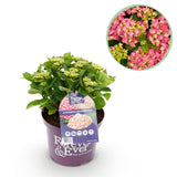 Hortensia - Hydrangea Forever & Ever - Roze - 7-12 Bloemen - Pot 23cm Hoogte 55cm