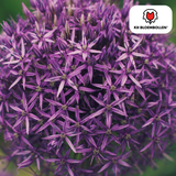 Allium Globemaster 5 stuks