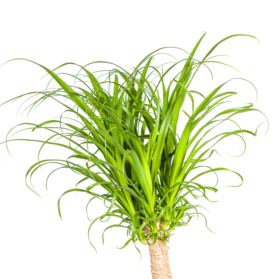 Olifantenpoot / Beaucarnea Recurvata Stam - ↕120cm - Ø27cm