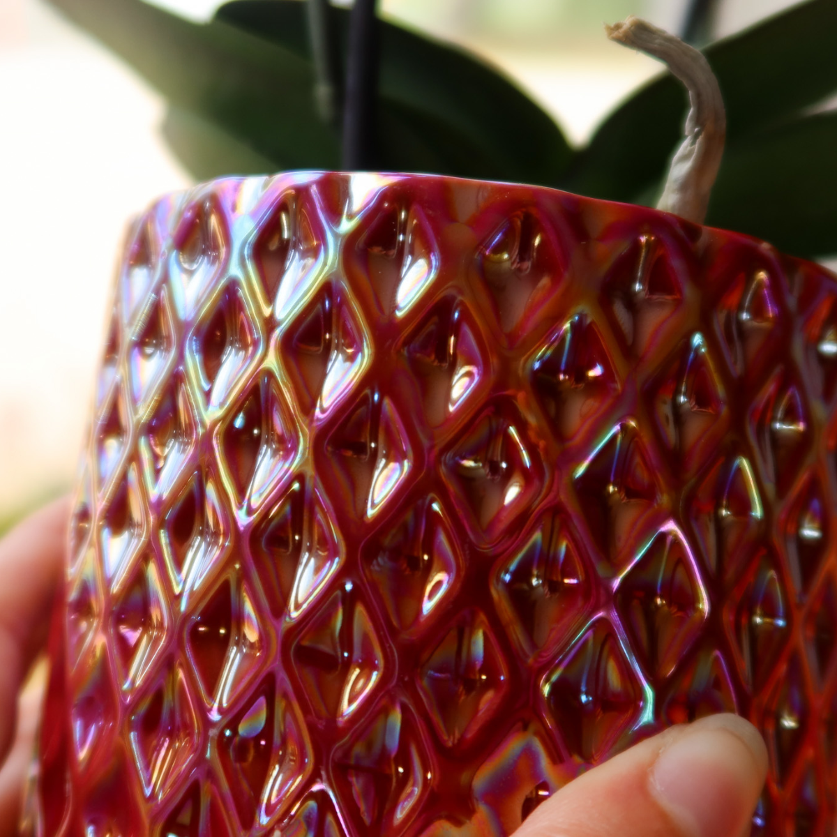 Kolibri Orchids | rode phalaenopsis orchidee Congo + Diamond Pearl Pot rood - potmaat Ø9cm | bloeiende kamerplant - vers van de kweker