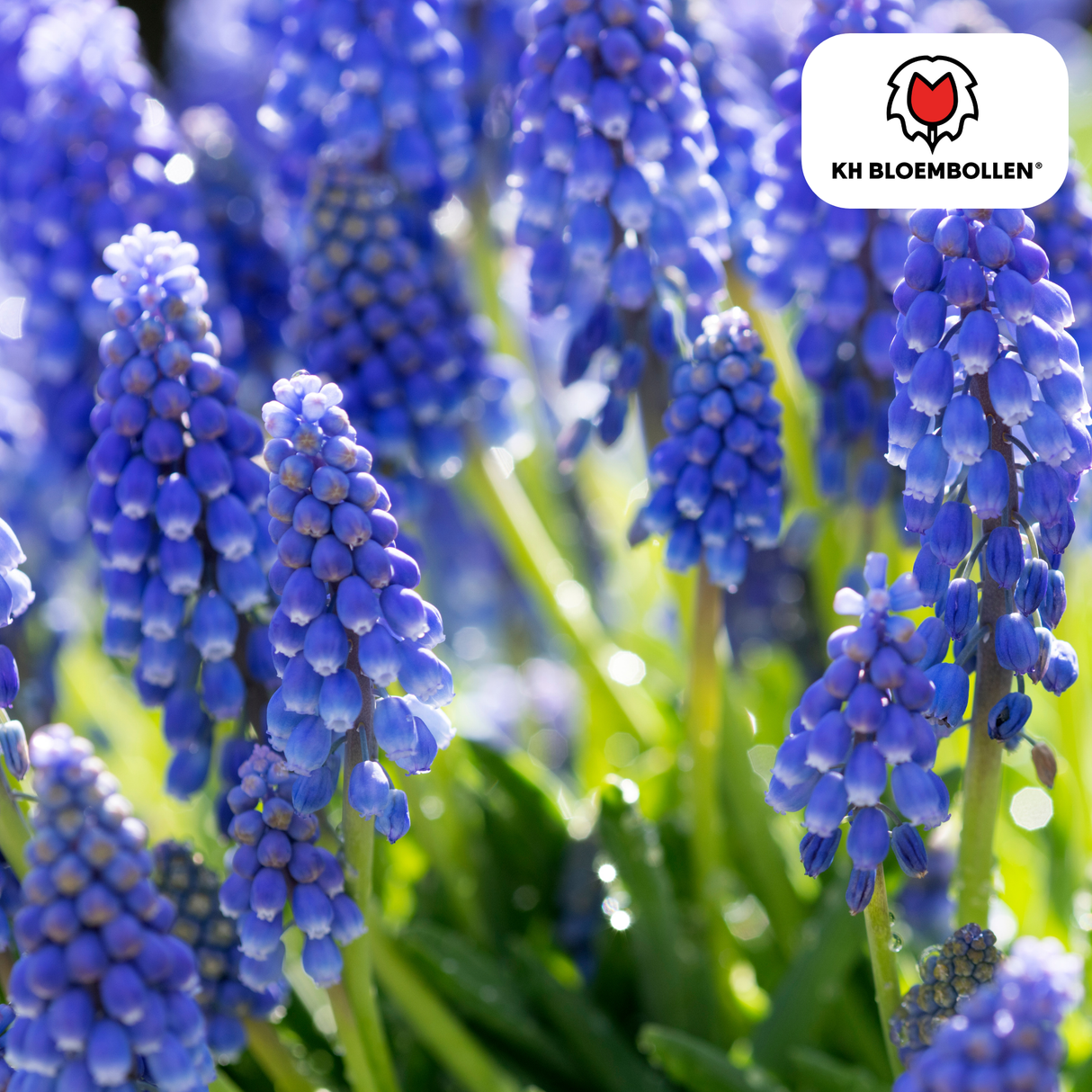 Muscari Bleu Moon 20 stuks