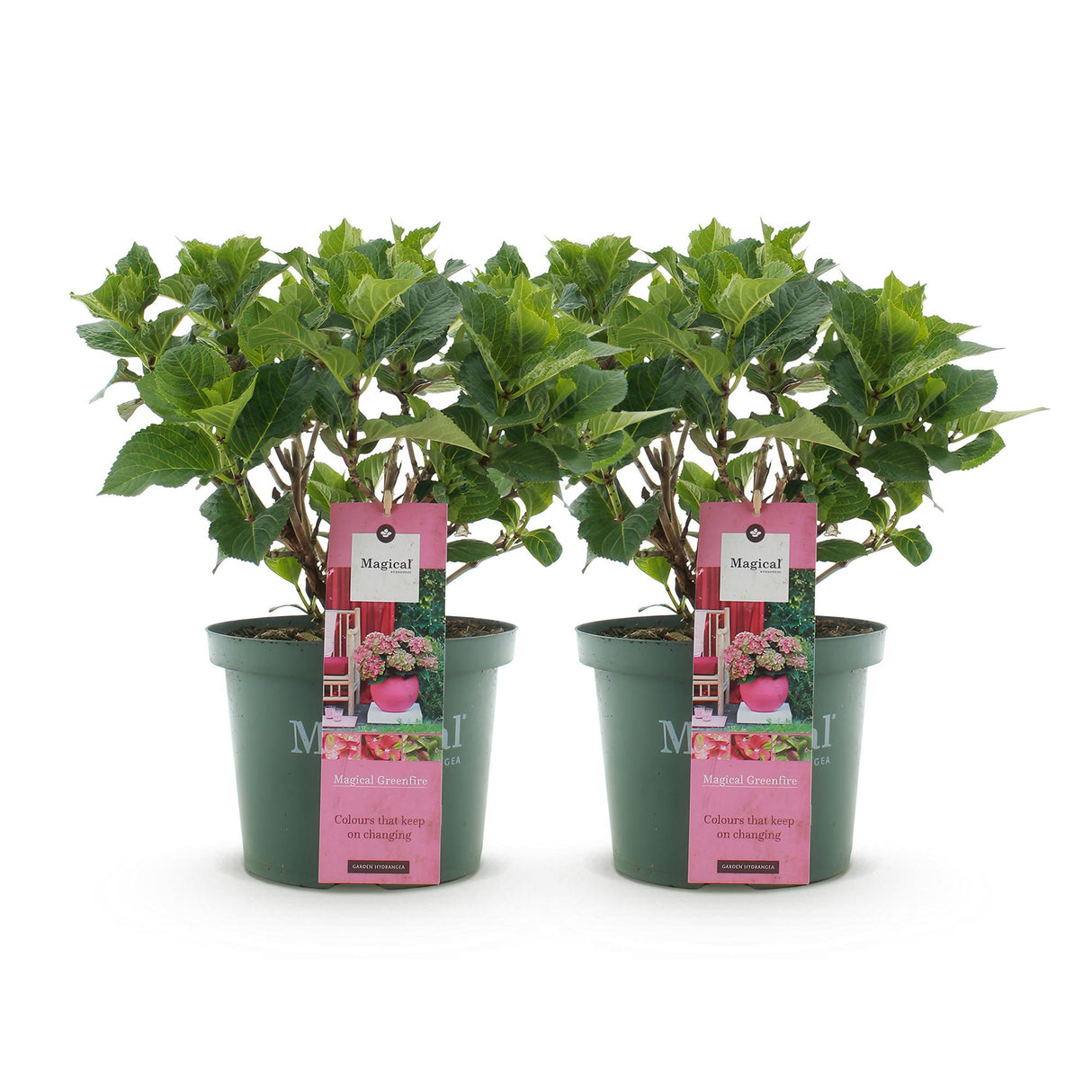 Hortensia - Hydrangea Magical Green Fire - Roze Groen - 6-10 Bloemen - 2 Planten - Pot 23cm Hoogte 55cm