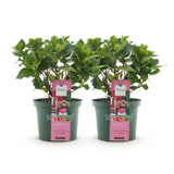 Hortensia - Hydrangea Magical Green Fire - Roze Groen - 6-10 Bloemen - 2 Planten - Pot 23cm Hoogte 55cm