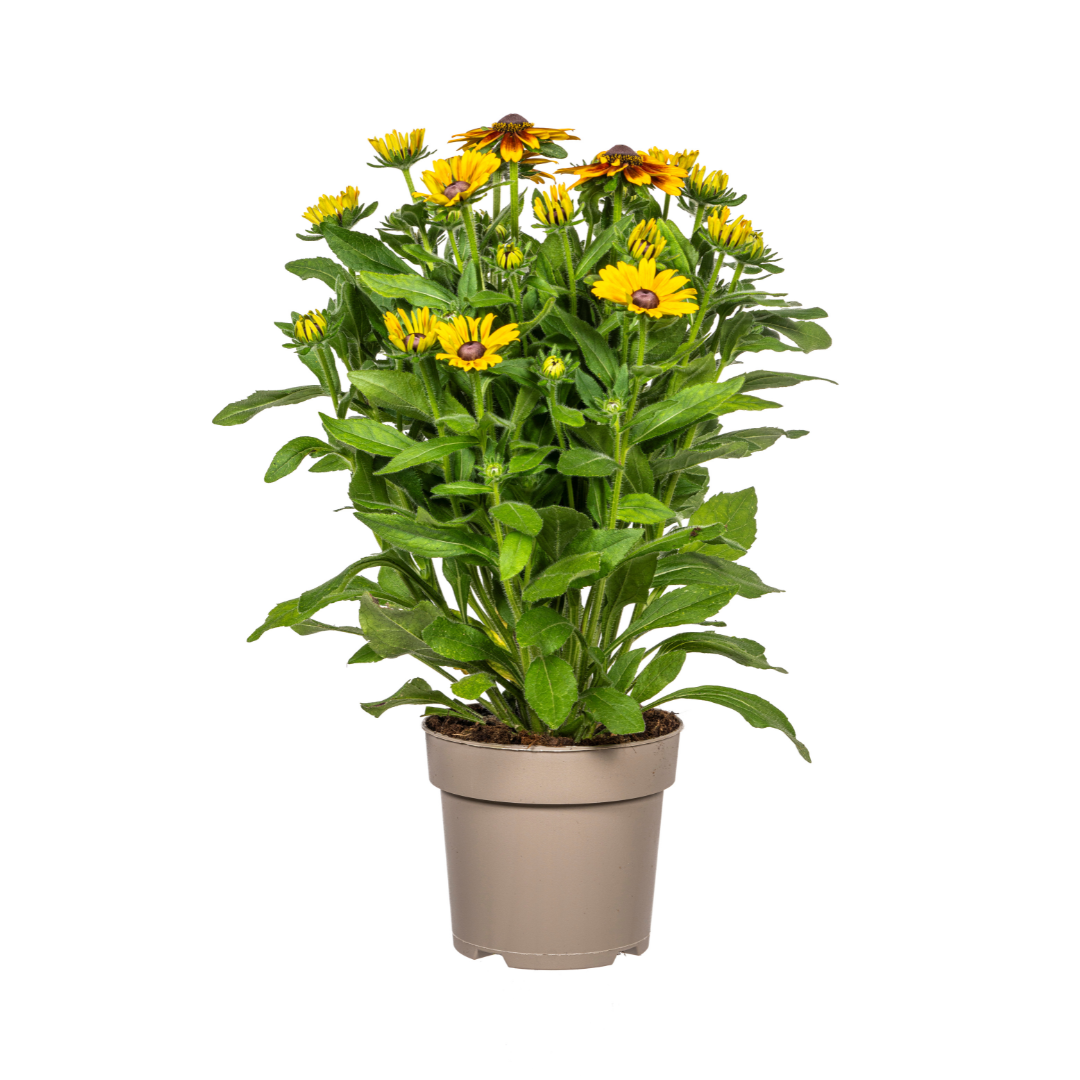 Rudbeckia Summerina Ø19cm - ↕45 - 60cm