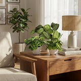 Marantha Silverband, Marantha Lemon Lime Marantha Kerchoveana - Gebedsplant - Huisdiervriendelijke Plant - Groen - 3 Planten - met Potter Wit - Pot 12cm - Hoogte 25cm
