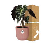 Alocasia ‚Polly‘ in ELHO Vibes Fold 14cm rosa