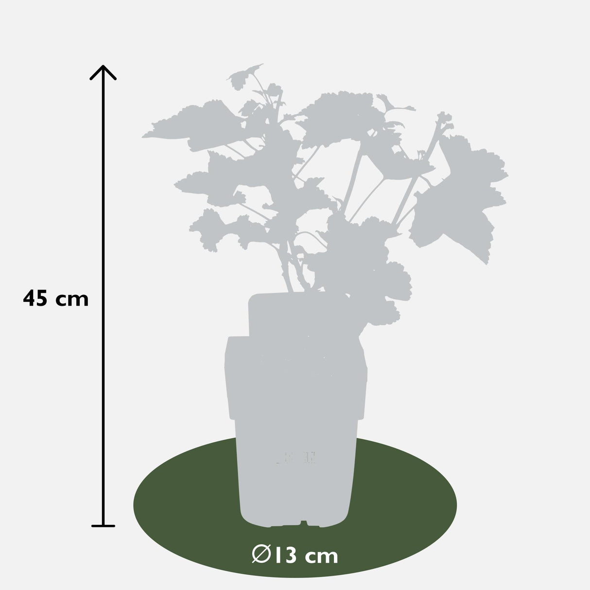 Ribes rubrum 'Jonkheer van Tets' - Aalbes - ↕45cm - Ø13cm