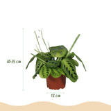 Maranta Fascinator Lemon Lime - Gebedsplant - Huisdiervriendelijke Plant - Groen - 2 Planten - met Potter Wit - Pot 12cm - Hoogte 25cm