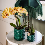 Kolibri Orchids | gele Phalaenopsis orchidee - Lima - potmaat Ø9cm | bloeiende kamerplant - vers van de kweker