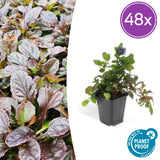 48x Ajuga reptans - ↕10-25cm - Ø9cm