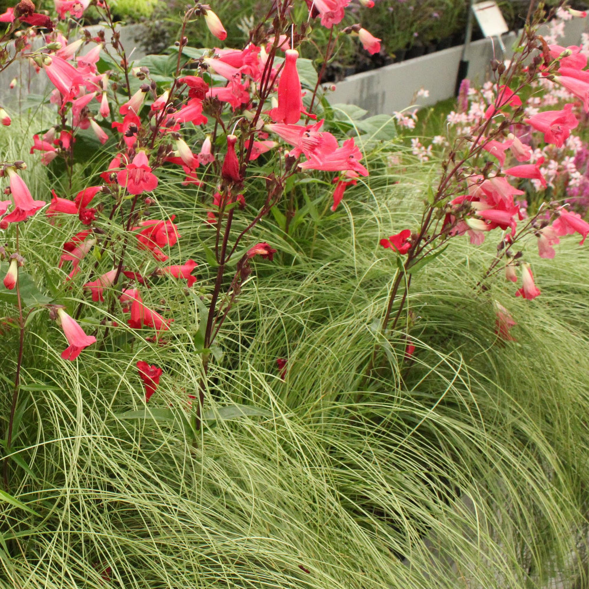 Siergrassen - Carex comans Frosted Curls - Groen - 4 Planten - Bladhoudend - Weinig Onderhoud - Pot 17cm Hoogte 50cm