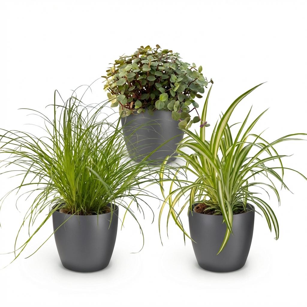 Cyperus - Calissia - Chlorophytum - Mix van 3 - Huisdiervriendelijke Planten - Groen - 3 Planten - met Potter Grijs - Pot 12cm - Hoogte 20cm