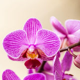 Kolibri Orchids - Surprise box mix - planten voordeel box - verrassingsbox met 2 verschillende orchideeën Ø9cm - vers van de kweker