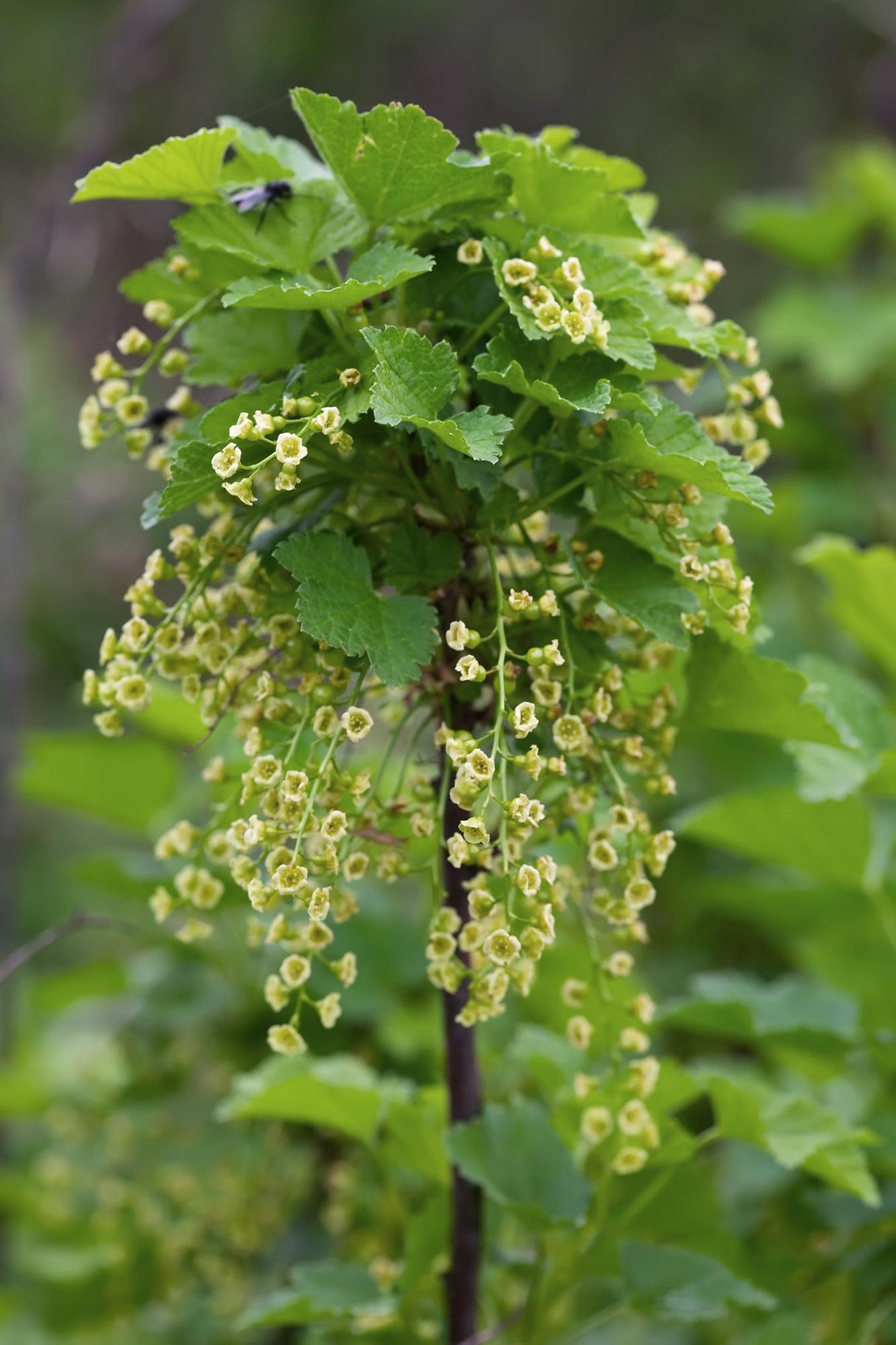Ribes rubrum 'Jonkheer van Tets' - Aalbes - ↕45cm - Ø13cm