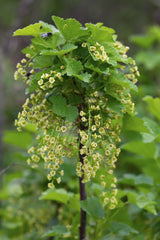 Ribes rubrum 'Jonkheer van Tets' - Aalbes - ↕45cm - Ø13cm