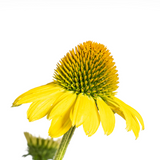 Echinacea Purpurea Jaune Ø19cm - ↕60cm - Ø70cm