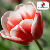 Tulpenbollen Candy Apple Delight – 20 Stuks | KH Bloembollen® | Rood-Witte Tulp – Frisse & Vrolijke Mix – Cadeau voor Tuin of Pot – Maat 11/12 – Vers van de Teler!