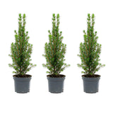 3x Mini Christmas Tree - Picea Glauca Perfecta - 25-30 cm