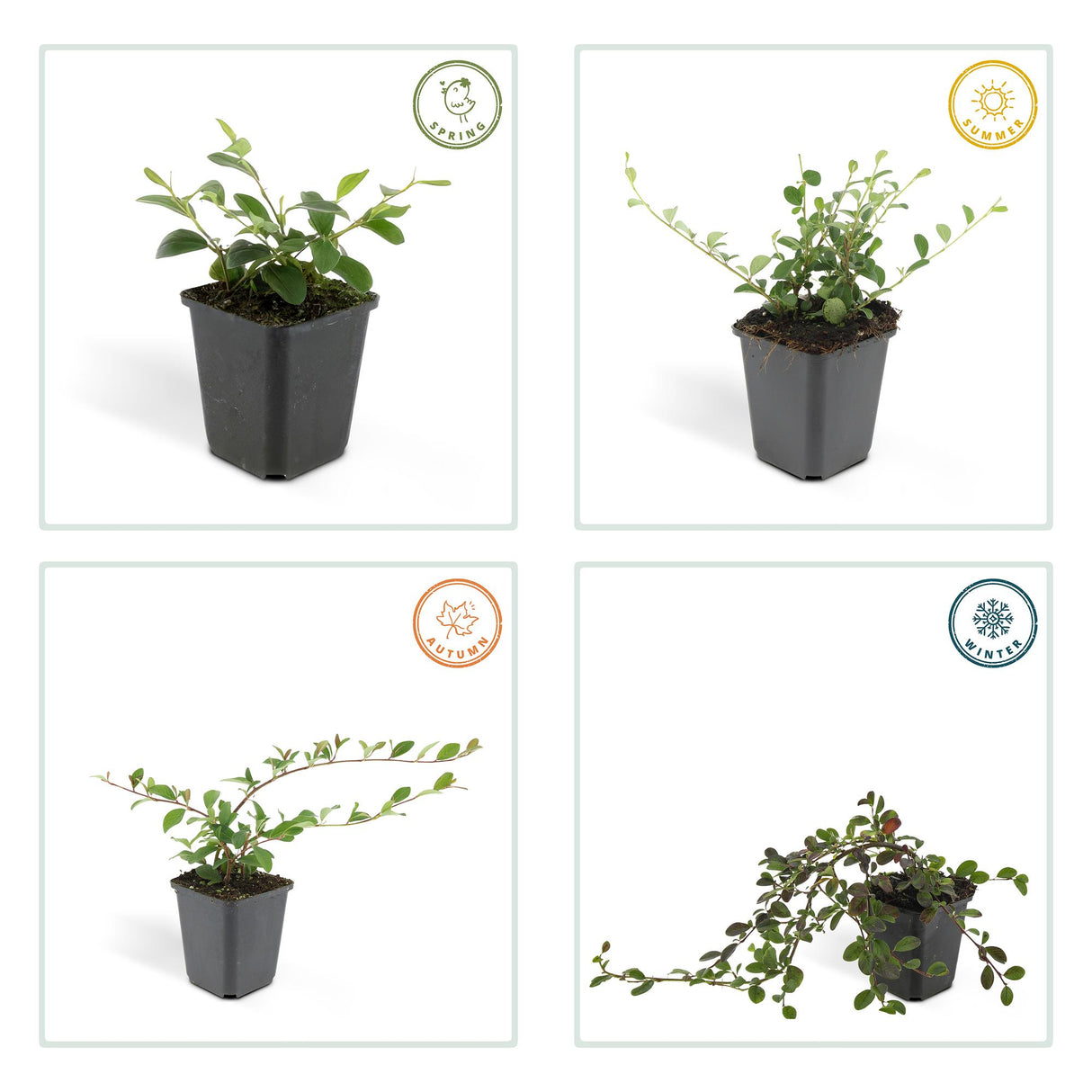 48x Cotoneaster dammeri - ↕10-25cm - Ø9cm