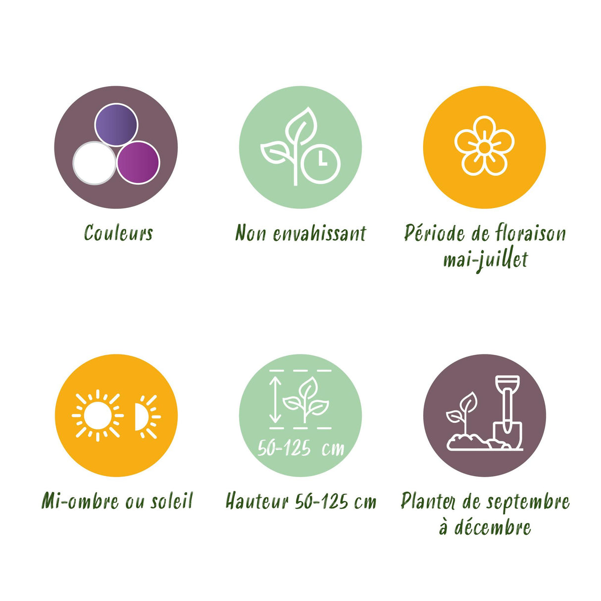 Green boutiQ - Bulbes de fleurs - Mélange de bulbes de jardin Allium - Couleurs variées - 80 pièces - Emballage cadeau