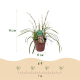Green boutiQ - Siergrassen - Carex morrowii Ice Dance  - Wit & Groen - 2 Planten - Bladhoudend - Weinig Onderhoud - Pot 17cm Hoogte 50cm