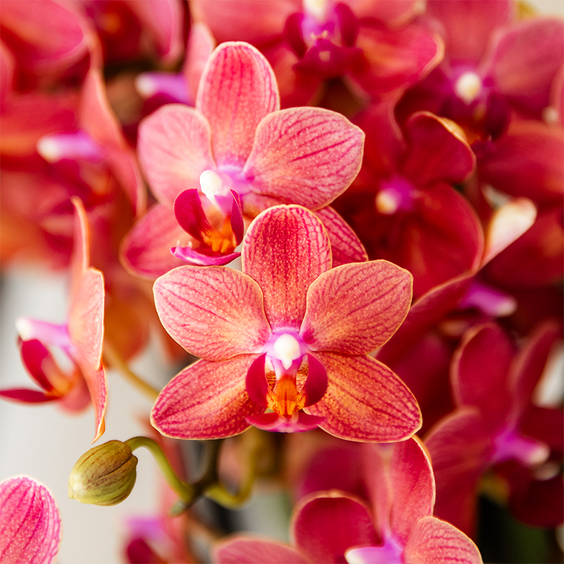 Kolibri Orchids | Gift Set Mellow - Rode Phalaenopsis Orchidee Blossom Congo & Succulenten