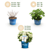 Green boutiQ - Tuinplant - Hydrangea Endless Summer Blue - Pink - White - Hortensia - Winterhard - Blauw - Roze - Wit - 3 Planten - Pot 14cm - Hoogte 20-25cm