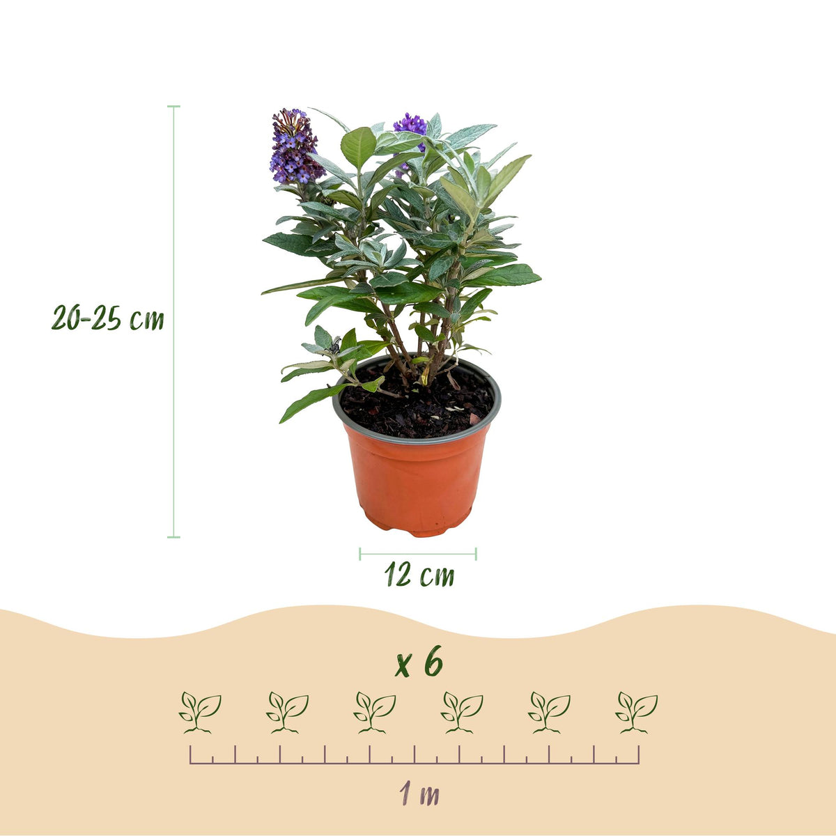 Green boutiQ - Tuinplant - Buddleja davidii Butterfly Candy Little Tricolour - Vlinderstruik - Compact - Roze-Wit-Lila - 3 Planten - Pot 12cm - Hoogte 20-25cm