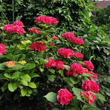 Hortensia / Hydrangea macrophylla Red - Bloem Rood - 1 Plant - Bladverliezend - Weinig Onderhoud - Pot 17cm Hoogte 30cm
