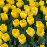 Bulbes de tulipes Strong Gold – 20 pièces | KH Bloembollen® | Tulipe jaune – Éclatante & Puissante – Pour jardin ou pot – Taille 11/12 – Frais du producteur