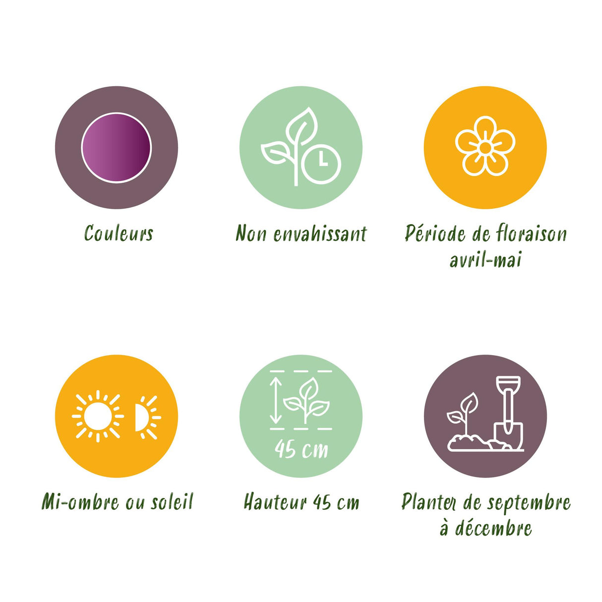 Green boutiQ - Bloembollen - Tulp Double Lilac - Kleur Paars - 50 stuks - Bolmaat 11/12 - XXL Pack