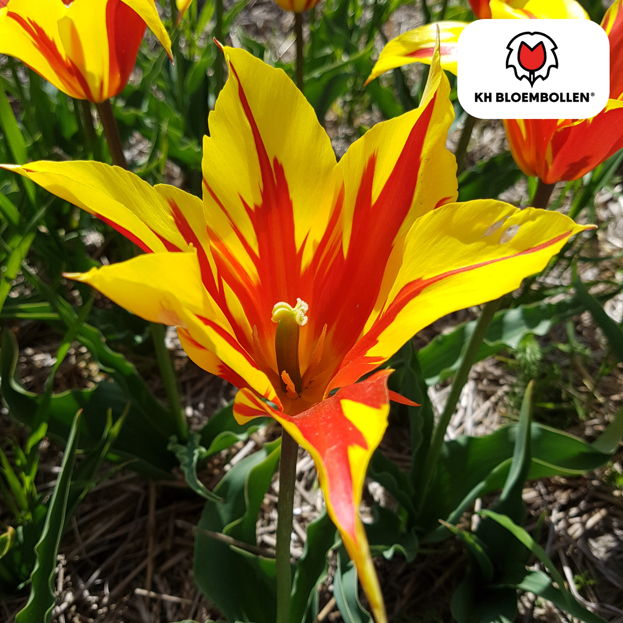 Bulbes de tulipes Fire Wings – 20 pièces | KH Bloembollen® | Tulipe rouge-jaune flammée – Vif & Remarquable – Pour jardin ou pot – Taille 11/12 – Frais du producteur