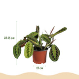 Chlorophytum - Maranta - Calissia - Nephrolepsis - Mix van 4 - Huisdiervriendelijke Planten - Groen - 4 Planten - met Potter Grijs - Pot 12cm - Hoogte 25cm