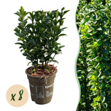 Green boutiQ - Haagplanten - Euonymus japonica Green Spire -  blad groen - 8 planten - 1 strekkende meter - groenblijvend - pot 9cm hoogte 20-25cm