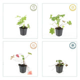 6x Geranium macr. 'Ingwersen's Var.' - ↕10-25cm - Ø9cm