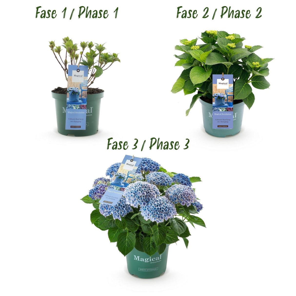 Hortensia - Hydrangea Magical Revolution Blue - Blauw - 6-10 Bloemen - Pot 23cm Hoogte 55cm
