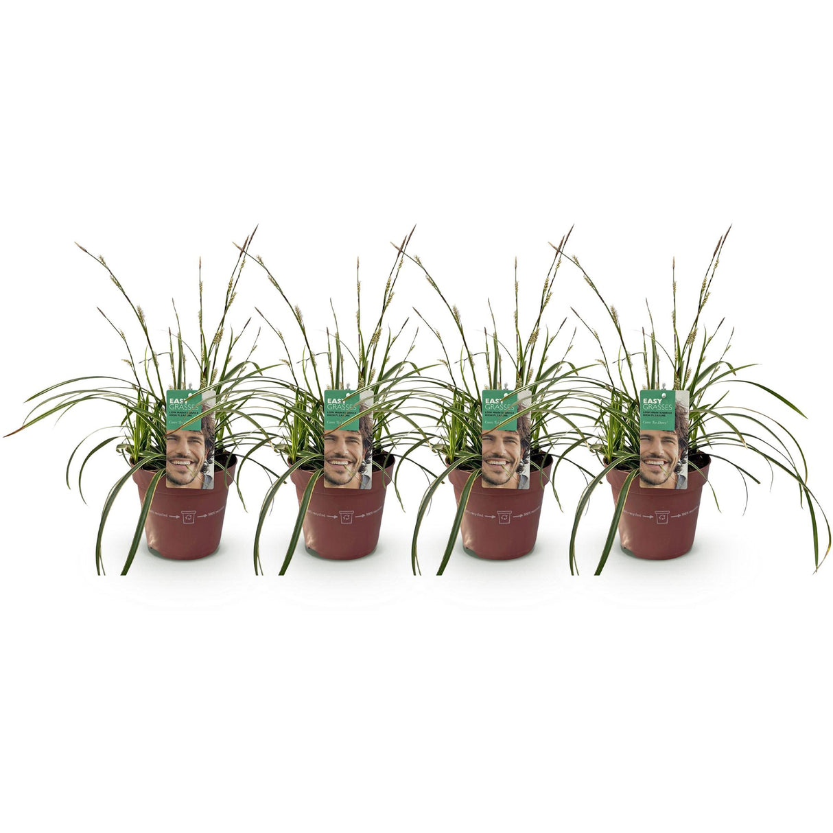 Green boutiQ - Siergrassen - Carex morrowii Ice Dance  - Wit & Groen - 4 Planten - Bladhoudend - Weinig Onderhoud - Pot 17cm Hoogte 50cm