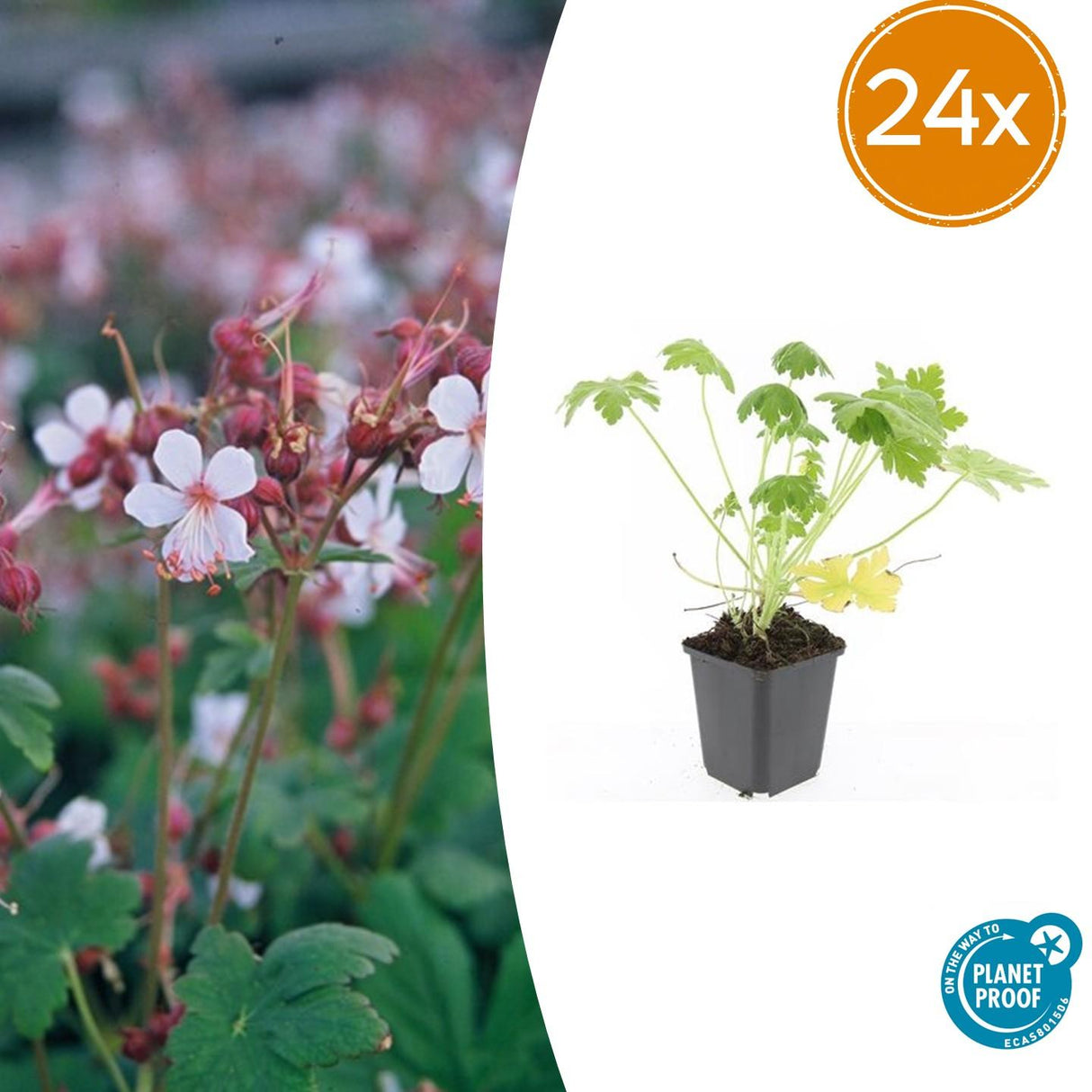 24x Geranium macr. 'Spessart' - ↕10-25cm - Ø9cm